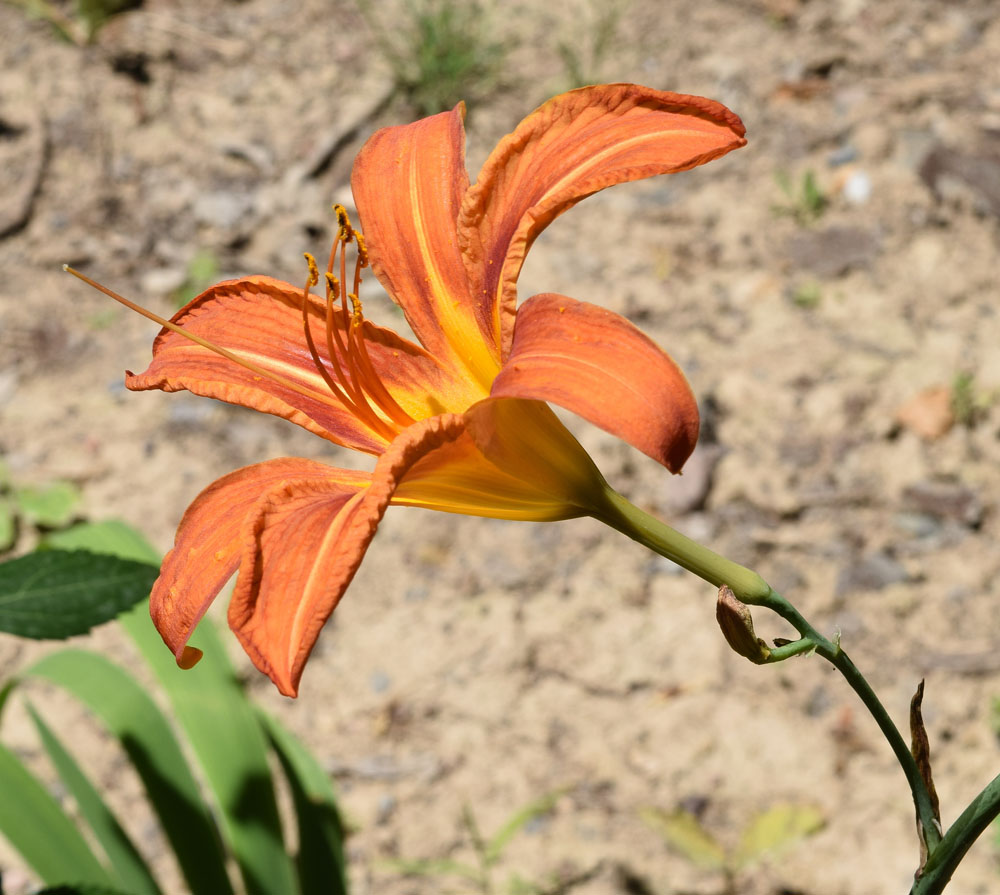 Изображение особи Hemerocallis fulva.