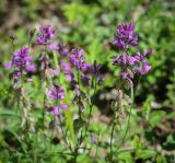 genus Polygala. Верхушки цветущих растений. Абхазия, Гудаутский р-н, Рицинский реликтовый национальный парк, дол. р. Юпшара, каменистая осыпь. 09.06.2025.