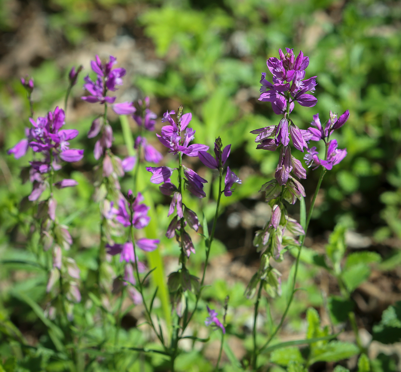 Image of Polygala caucasica specimen.