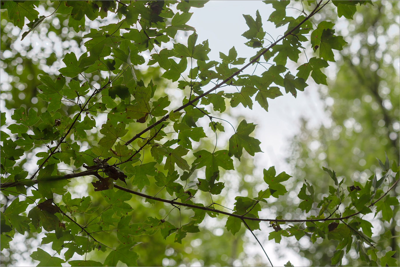 Изображение особи Acer campestre.