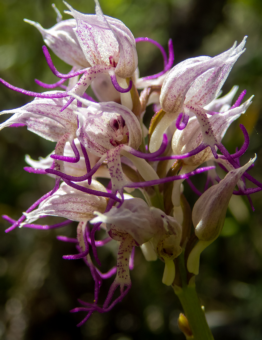 Image of Orchis simia specimen.