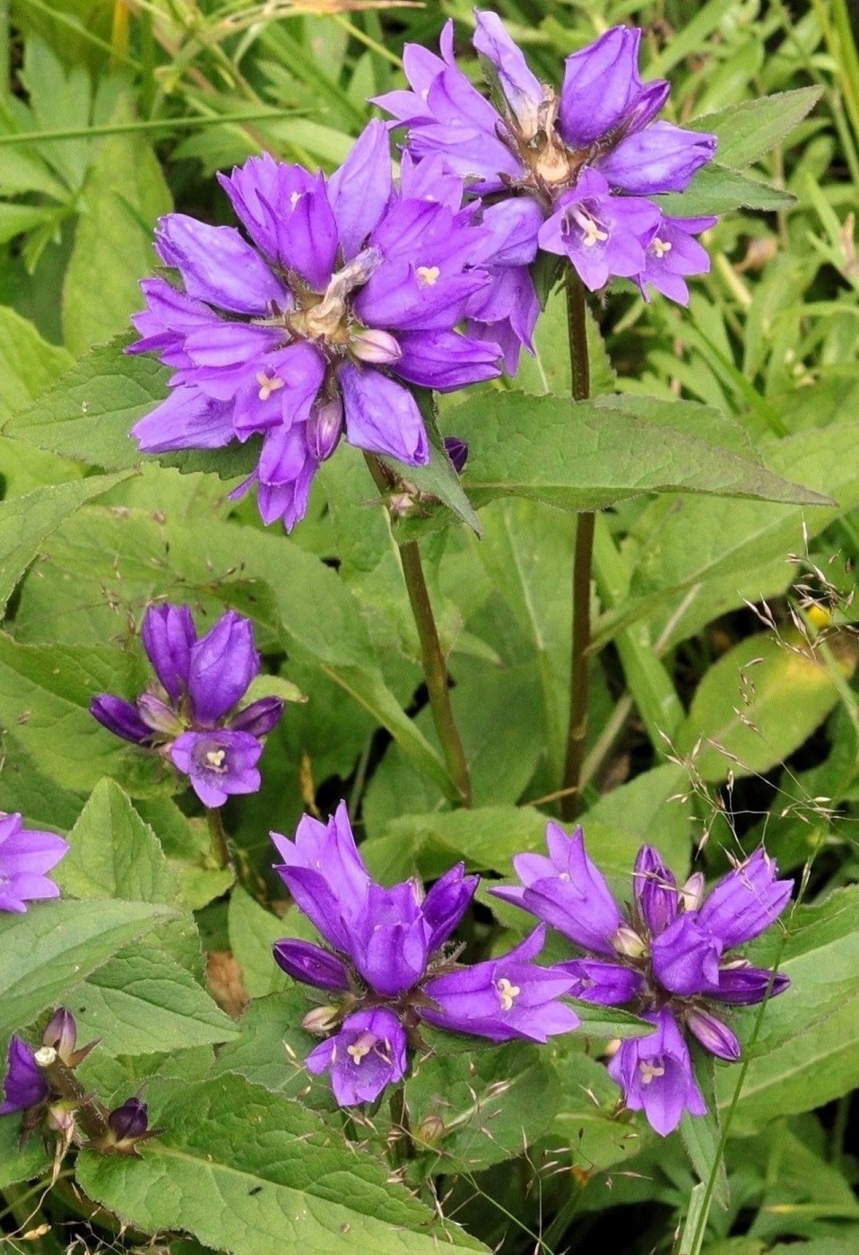 Image of Campanula cephalotes specimen.