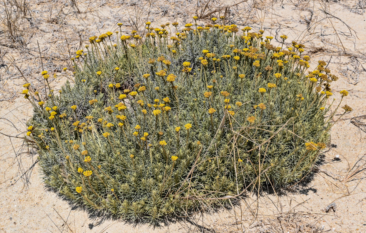 Image of Helichrysum italicum specimen.