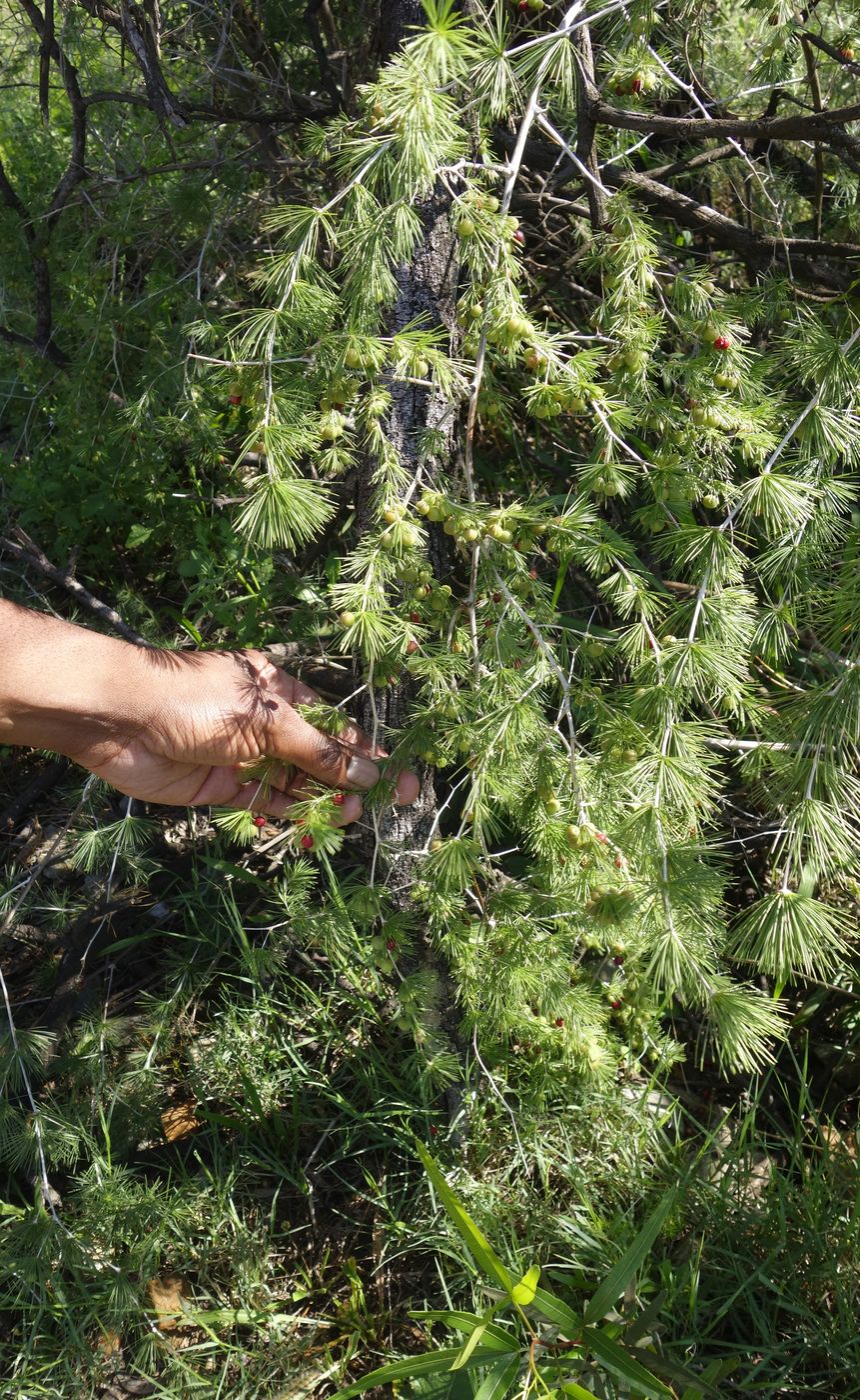 Image of Asparagus laricinus specimen.