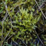 Brachythecium mildeanum. Верхушки веточек. Свердловская обл., окр. г. Заречный, ур. Черемшанское болото, сырой луг, на почве среди травы. 06.05.2026.