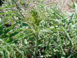 Sisymbrium altissimum