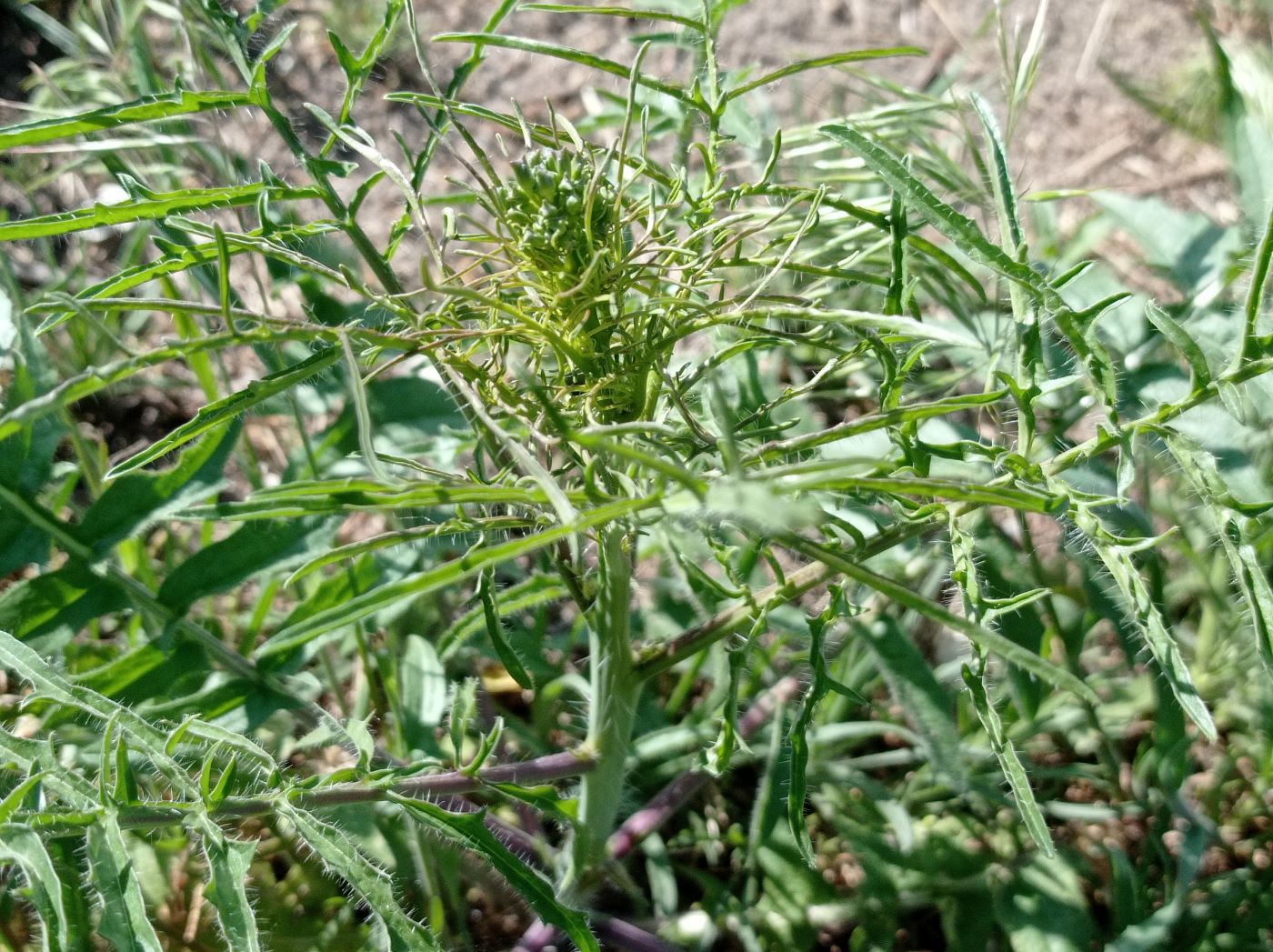 Image of Sisymbrium altissimum specimen.