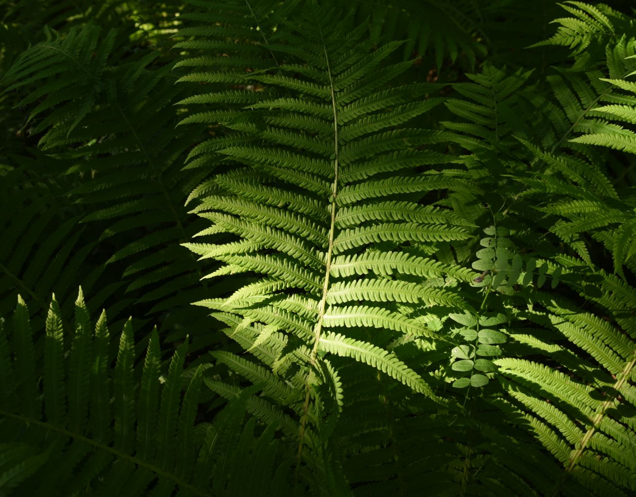 Image of Unknown species specimen.