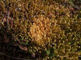 Rhytidium rugosum. Вегетирующее растение на склоне сопки в сообществе с Vaccinium vitis-idaea. Магаданская обл., г. Магадан, мкр-н Дукча, басс. нижнего течения р. Дукча. 07.06.2024.