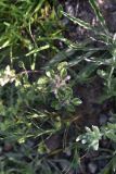 Ziziphora graveolens