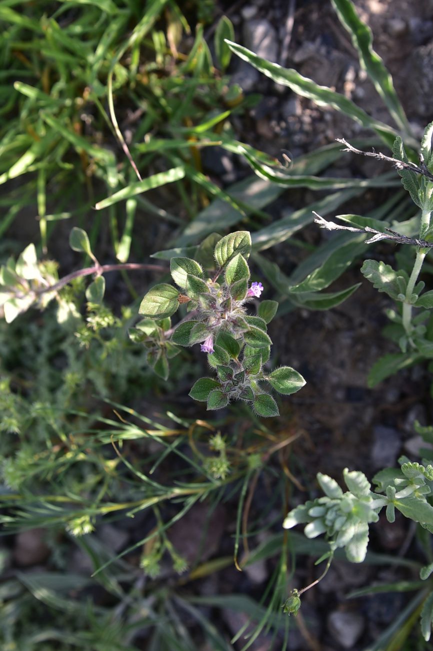 Image of Ziziphora graveolens specimen.