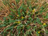 Astragalus olgae. Часть растения с листьями, цветками и высохшими колючими прошлогодними остями листьев. Таджикистан, Горно-Бадахшанская автономная обл., Рушанский р-н, хр. Музкол, Сарезское оз., пик Обзорный, ≈ 4426 м н.у.м., каменистый склон. 24 июня 2026 г.