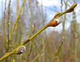Salix triandra
