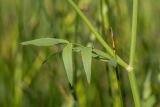 Sium sisaroideum