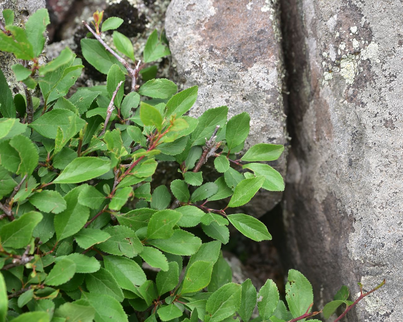 Image of genus Salix specimen.