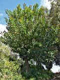 Ficus elastica. Взрослое дерево. Португалия, о-в Мадейра, г. Фуншал, в культуре. 09.06.2026.