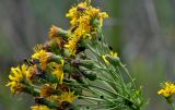 Hieracium umbellatum. Соцветия. Московская обл., Сергиево-Посадский гор. округ, верховья р. Воря, луговой склон. 22.08.2026.