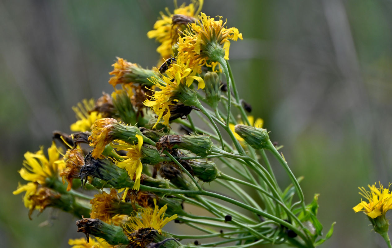 Изображение особи Hieracium umbellatum.