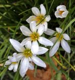 unknown species. Цветки. Краснодарский край, г. Сочи, мкр-н Центральный. 07.09.2026.