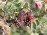 genus Rosa. Плоды. Таджикистан, Горно-Бадахшанская автономная обл., Ишкашимский р-н, окр. кишлака Гармчашма, дол. р. Гармчашма, ≈ 2600 м н.у.м., каменистая осыпь. 2 июля 2026 г.