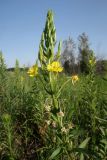 Oenothera parviflora. Верхушка цветущего растения. ЛНР, Станично-Луганский р-н, окр. хут. Макарово, боровая терраса р. Северского Донца, понижение террасы, луг. 08.07.2025.