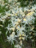 Elaeagnus angustifolia. Часть цветущей ветви. Республика Молдова, муниципалитет Кишинёв, г. Кодру, на окраине грунтовой дороги. 31 мая 2026 г.
