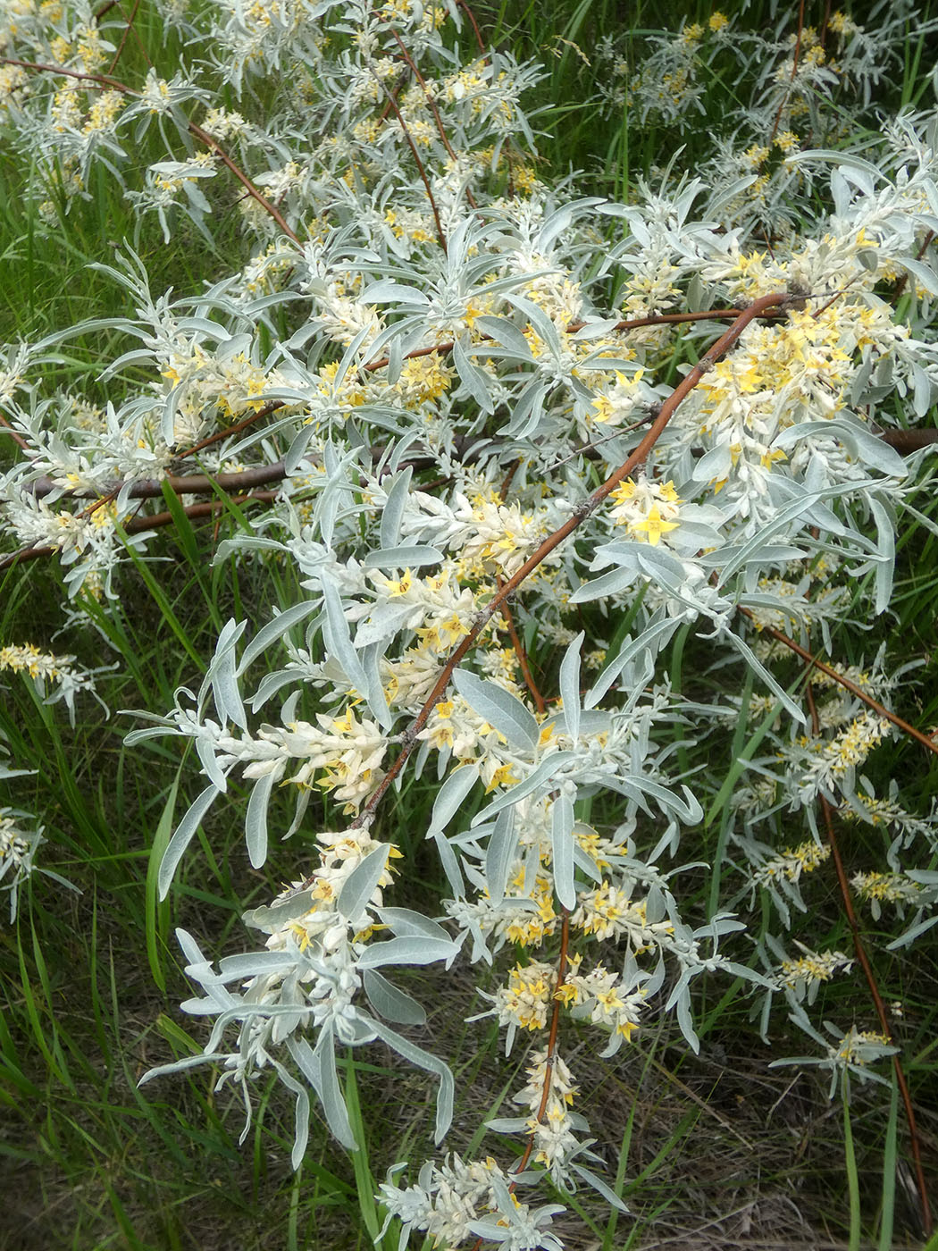 Изображение особи Elaeagnus angustifolia.