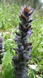 Ajuga orientalis