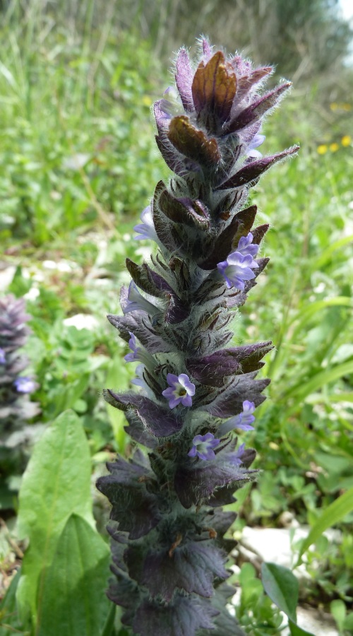 Изображение особи Ajuga orientalis.