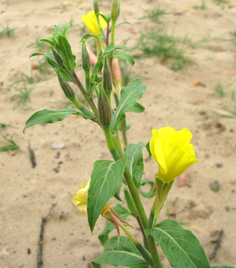 Image of Oenothera depressa specimen.
