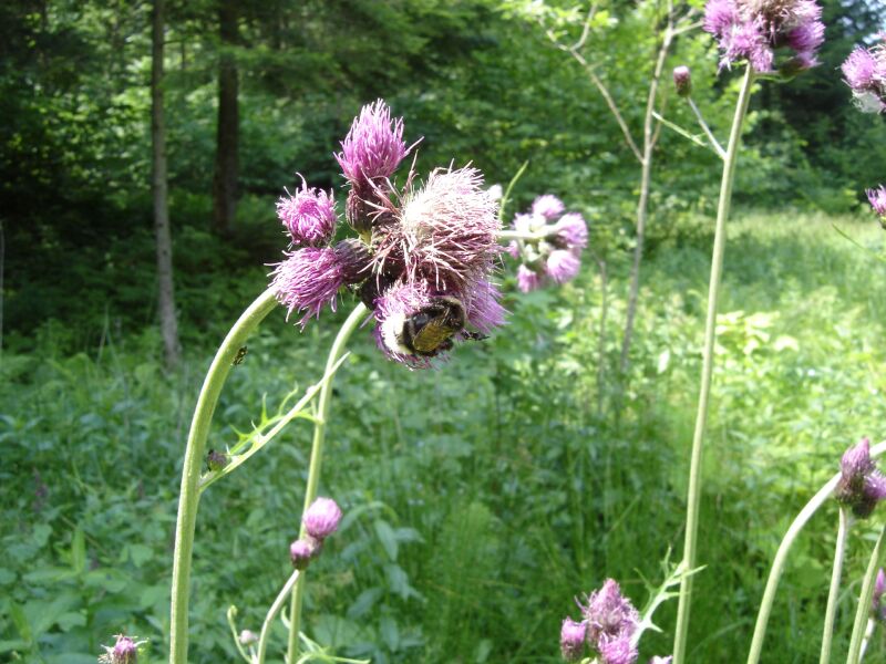 Image of Cirsium rivulare specimen.