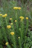 Rhodiola kirilowii