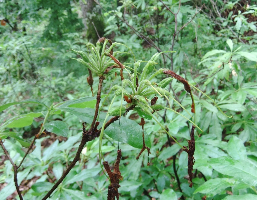 Image of Rhododendron luteum specimen.