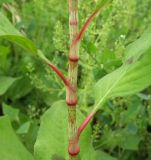 Persicaria lapathifolia. Часть побега. Север Кубани, станица Шкуринская, высохшая лужа в кювете автодороги. 29.06.2011.