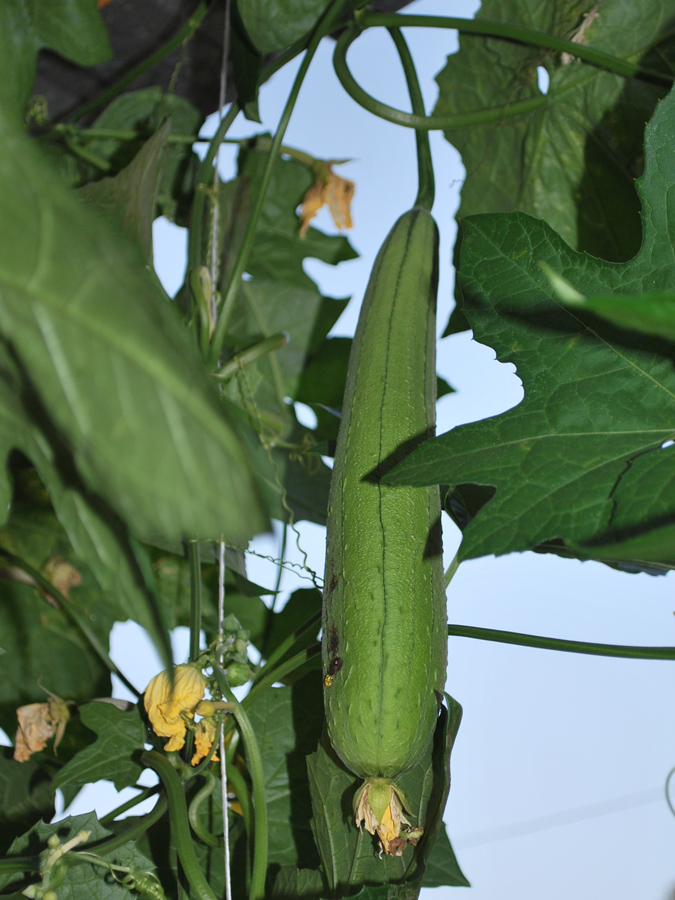 Image of Luffa aegyptiaca specimen.