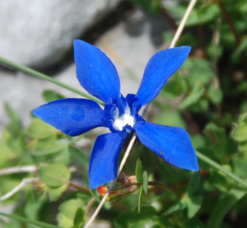 Image of Gentiana verna specimen.