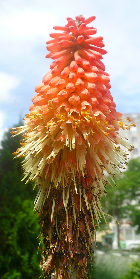 Изображение особи Kniphofia uvaria.