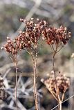 Hypericum scabrum. Верхушки сухих прошлогодних побегов с соплодиями. Узбекистан, Чаткальский биосферный заповедник, ущ. Башкызылсай, правый склон. 21.03.2011.