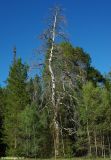 Pinus sylvestris. Погибшее дерево. Челябинская обл., Ашинский р-н. 16.05.2011.