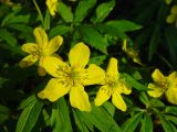 Anemone ranunculoides. Цветы. Московская обл., Раменский р-н, Хрипань, смешанный лес. 01.05.2002.