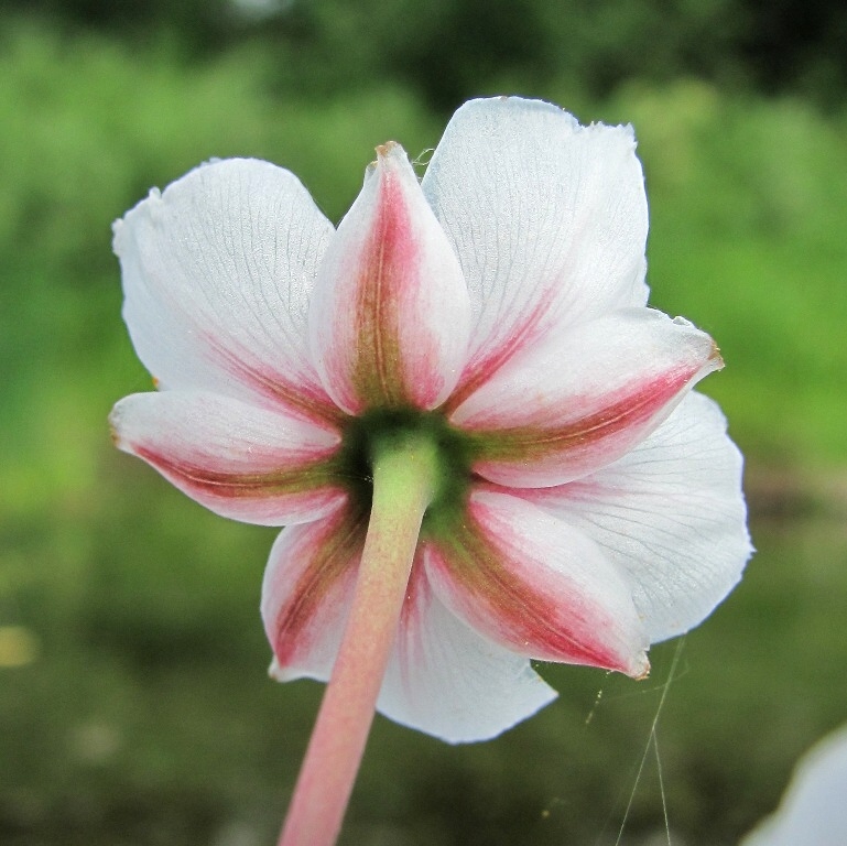 Изображение особи Butomus umbellatus.