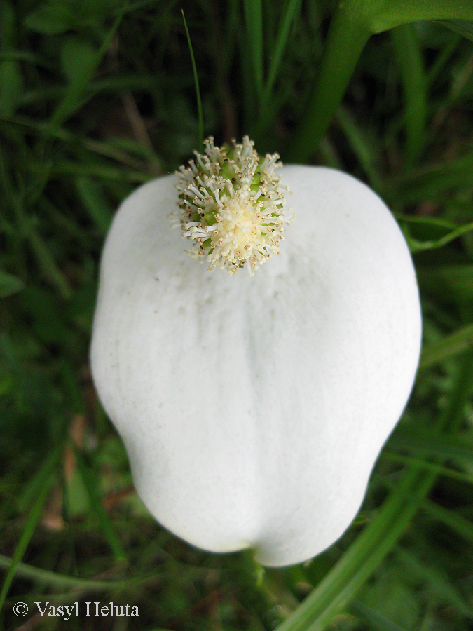 Изображение особи Calla palustris.