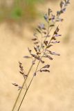 Festuca polesica