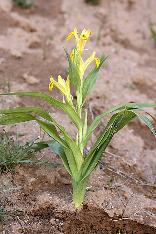 Image of Juno bucharica specimen.