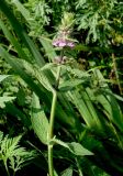 Stachys palustris