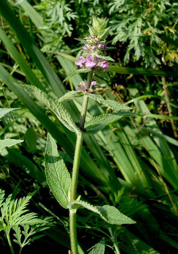 Изображение особи Stachys palustris.