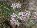 Acanthophyllum aculeatum. Цветки. Узбекистан, Кашкадарьинская обл., Китабский Государственный геологический заповедник, р. Зинзильбан. 15.07.2004.