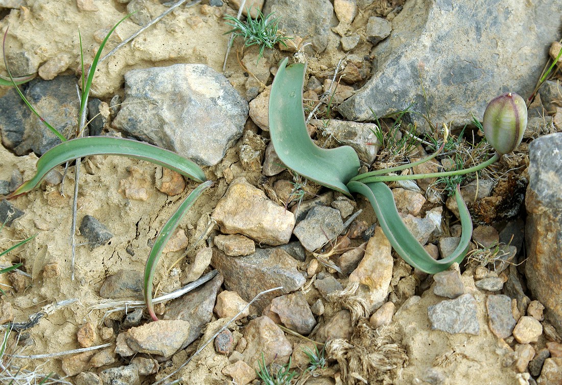 Image of Tulipa orthopoda specimen.