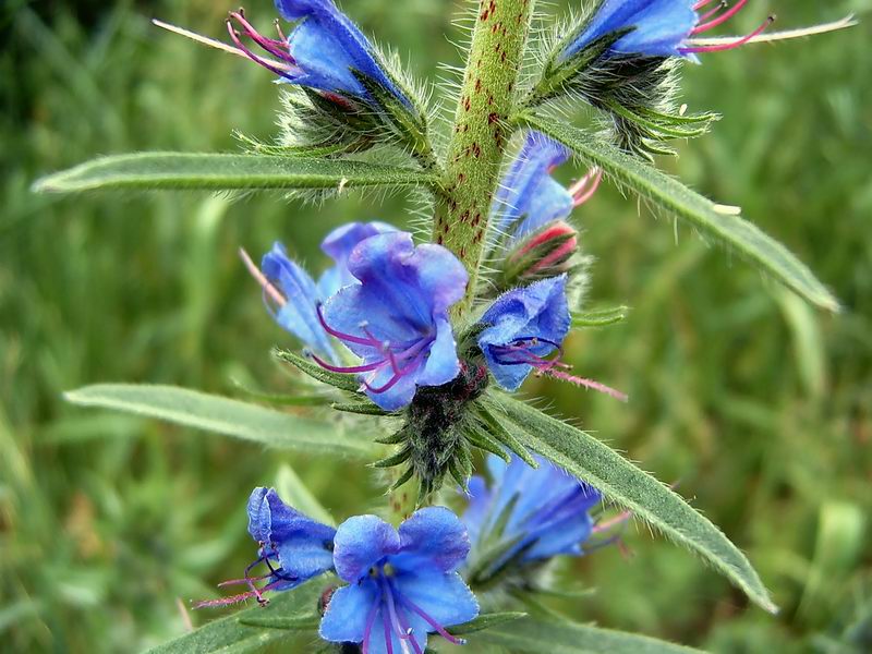 Изображение особи Echium vulgare.