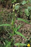 Persicaria lapathifolia. Зацветающее растение. Южный Берег Крыма, пос. Виноградный, обочина виноградника. 23 августа 2011 г.